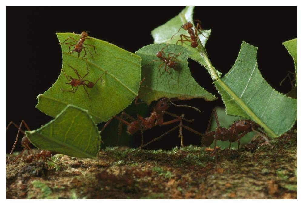 Leafcutter Ant workers carrying leaves to nest, French Guiana-Paper Art-50x34”
