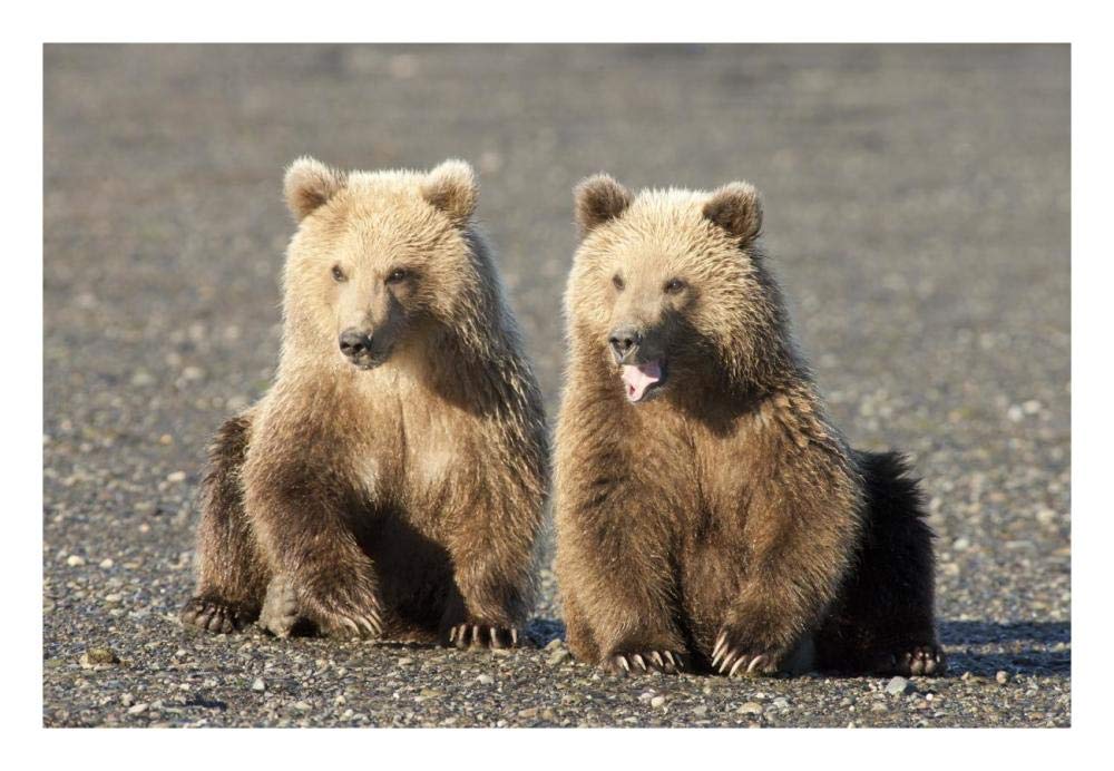 Grizzly Bear cubs, one yawning, Katmai National Park, Alaska-Paper Art-26x18”