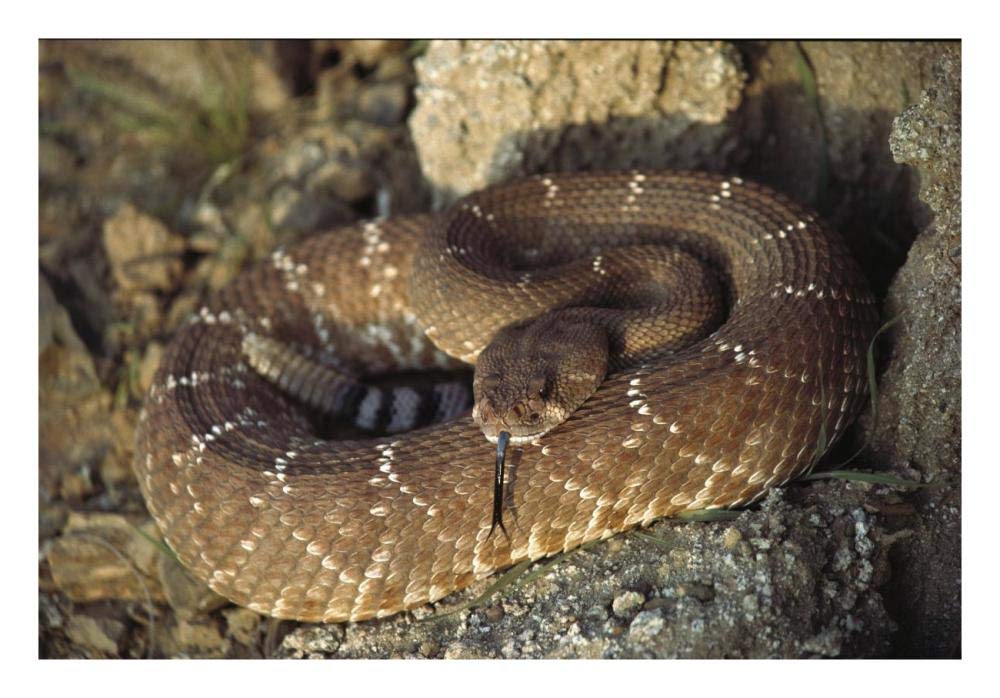 Red Rattlesnake sensing with its tongue, Baja, Mexico-Paper Art-26x18”