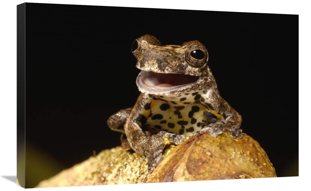 Marbled Tree Frog portrait, Amazon rainforest, Ecuador-Canvas Art-30x20”