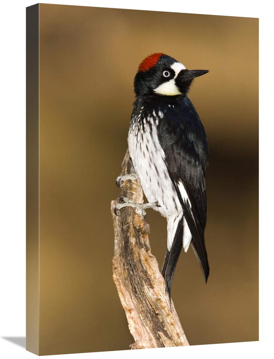 Acorn Woodpecker female, Madera Canyon, Arizona-Canvas Art-16x24”