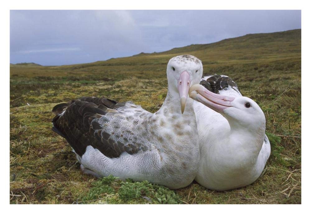 Tristan Wandering Albatross male nibbling females bill, Gough Island, South Atlantic-Paper Art-32x22”