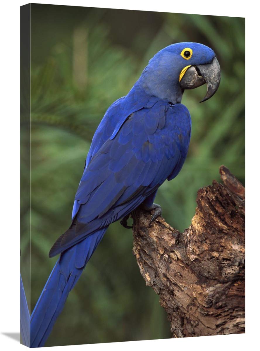 Hyacinth Macaw perched on branch, Cerrado habitat, Brazil-Canvas Art-20x30”
