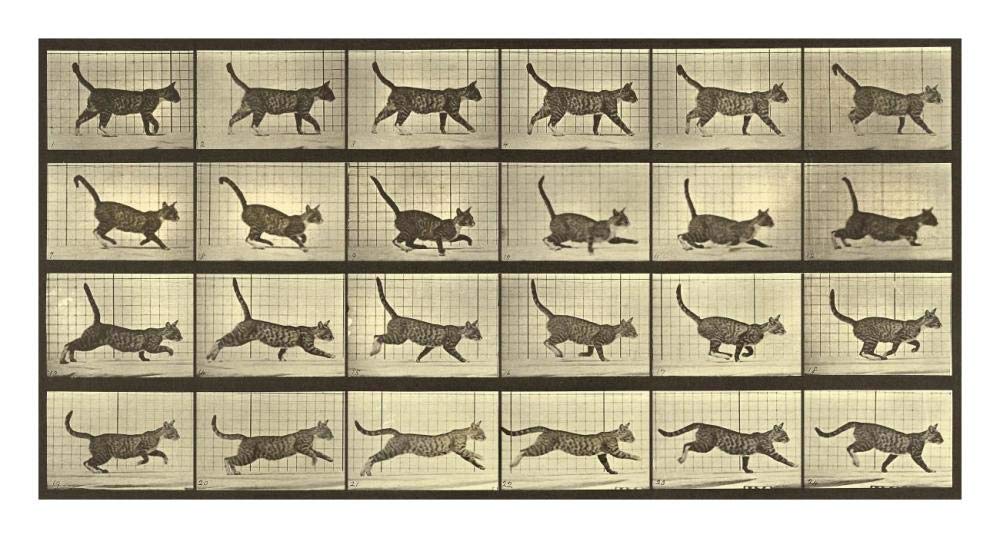 Motion Study: Running Cat-Paper Art-26x14”