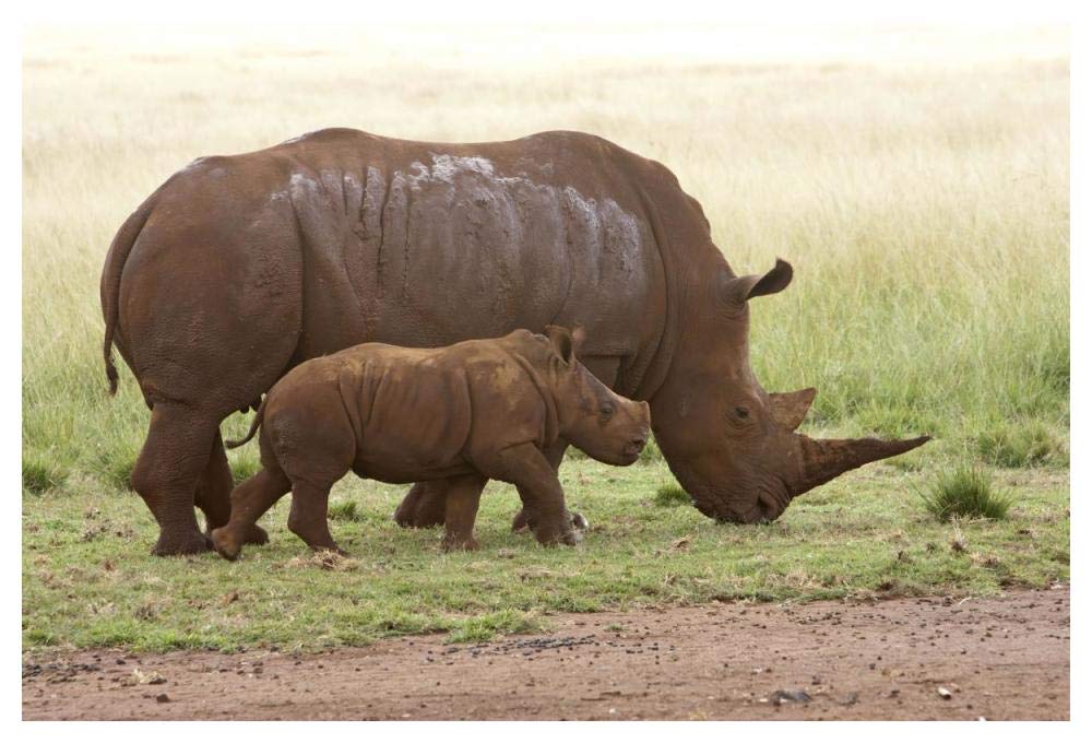 White Rhinoceros mother and calf, Rhino and Lion Nature Reserve, South Africa-Paper Art-50x34”