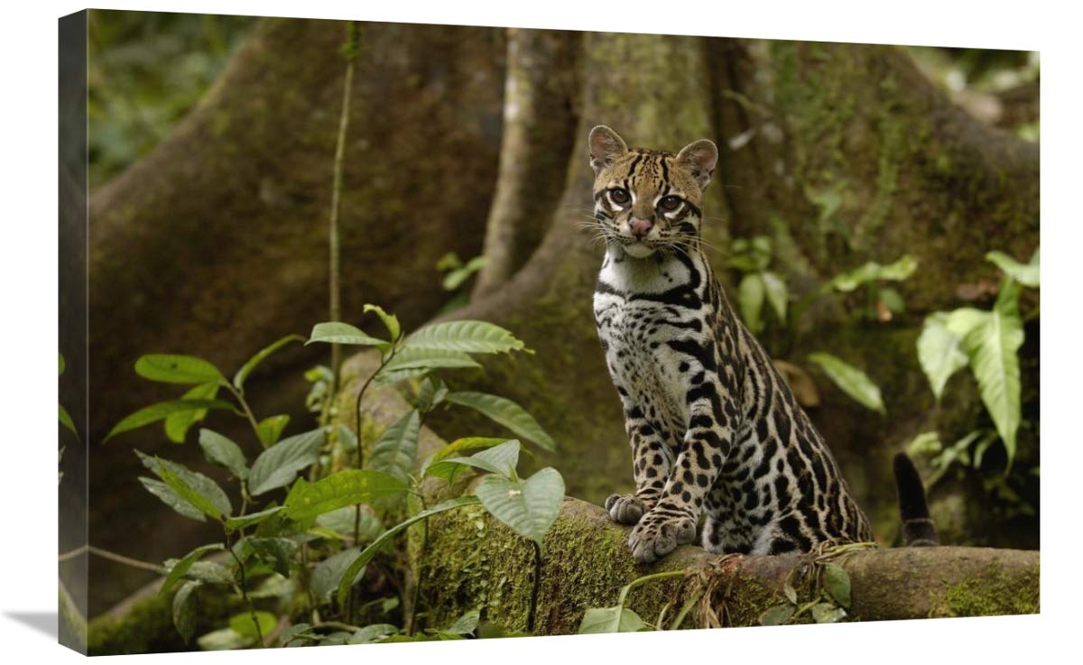 Ocelot standing on buttress root, Amazon rainforest, Ecuador-Canvas Art-30x20”