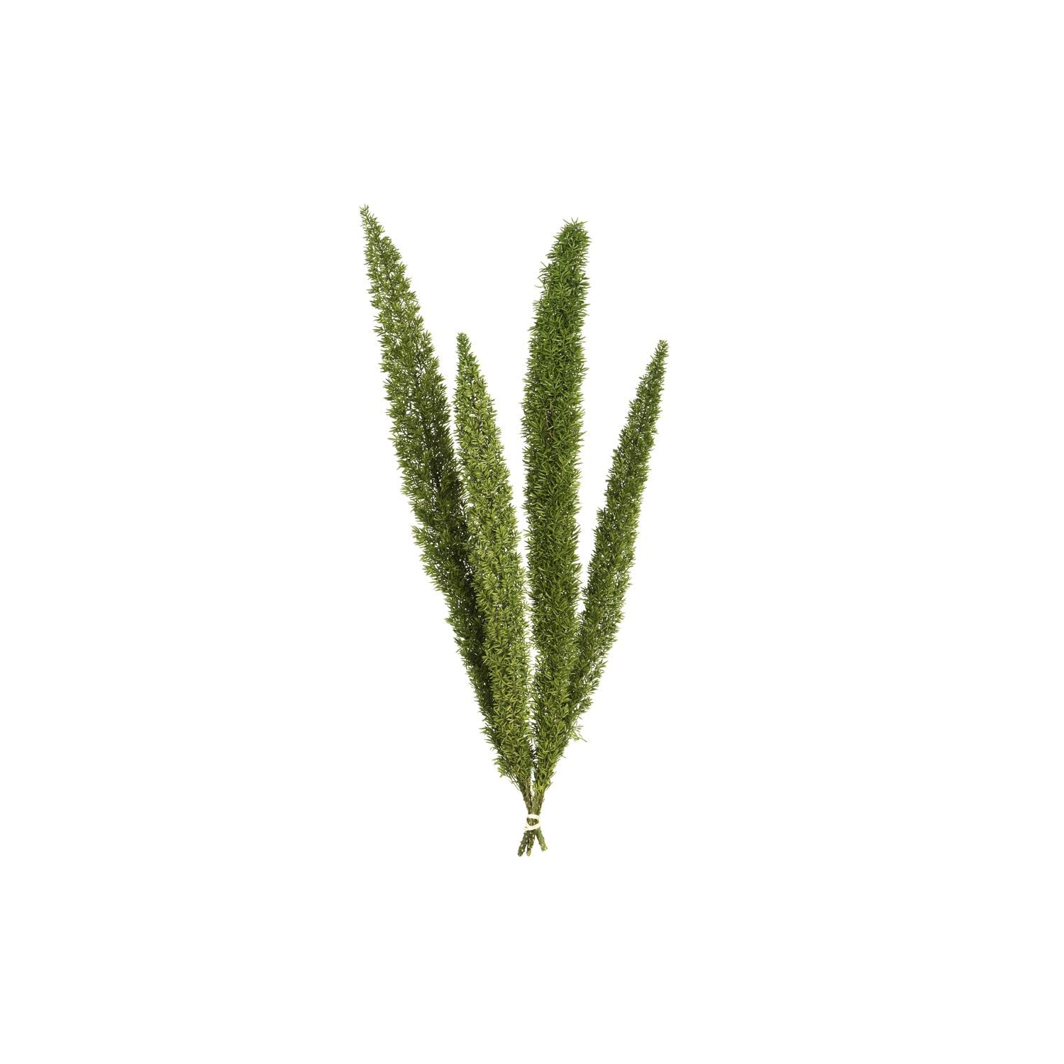 Casafoyer  8-10” Green Foxtail Fern 16 Stem Bunch Preserved - (Pack Of 2)