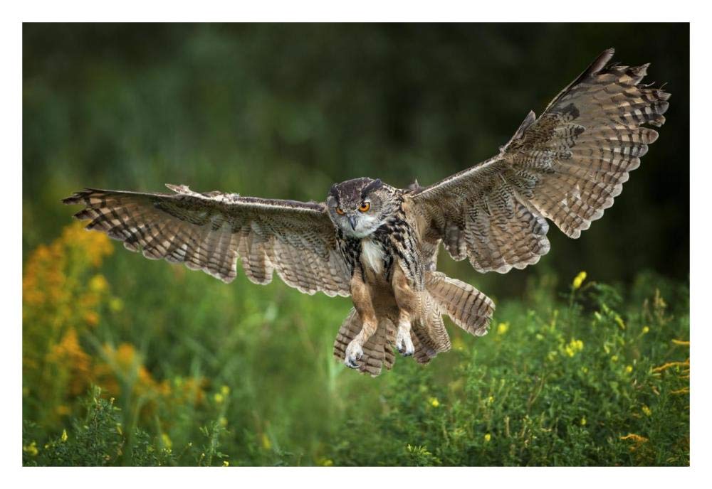Eagle Owl landing, Netherlands-Paper Art-32x22”