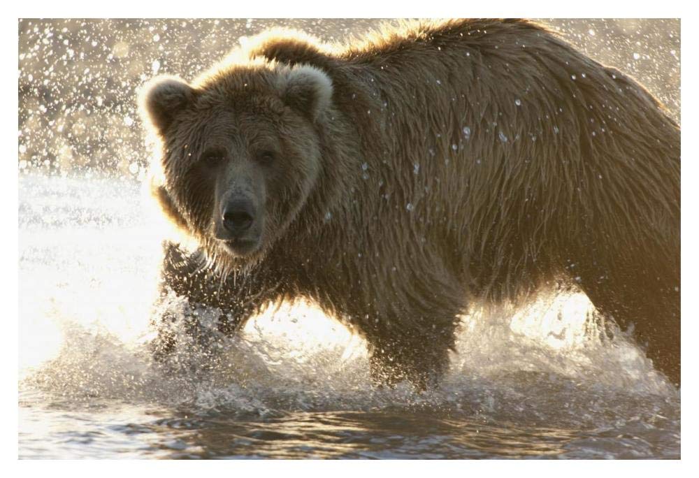 Grizzly Bear foraging for salmon in stream, Katmai National Park, Alaska-Paper Art-20x14”