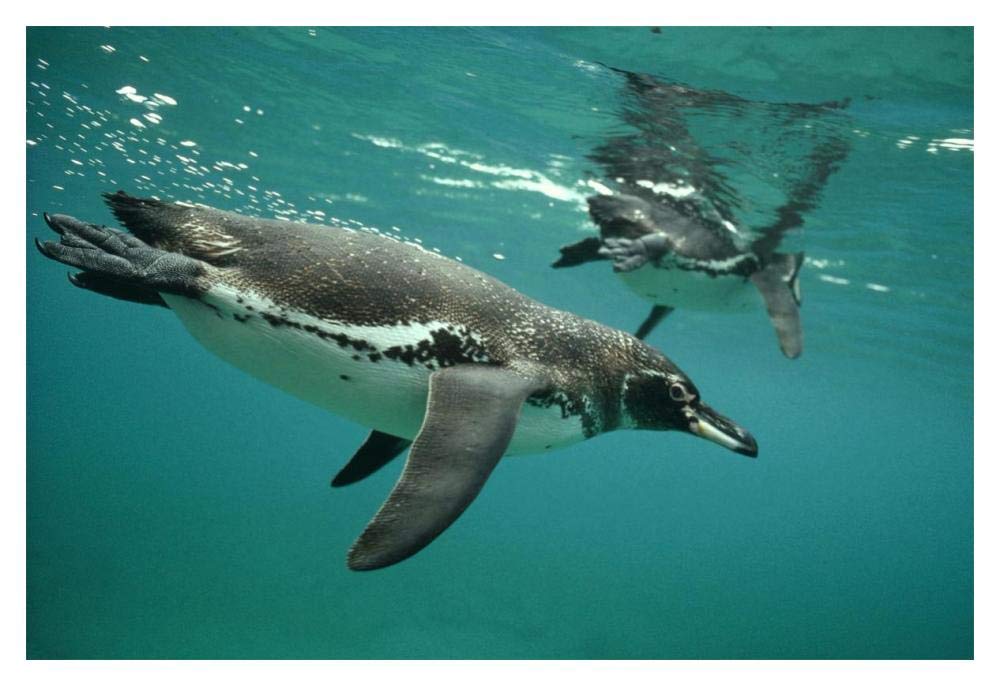 Galapagos Penguins diving, Bartolome Island, Galapagos Islands, Ecuador-Paper Art-20x14”