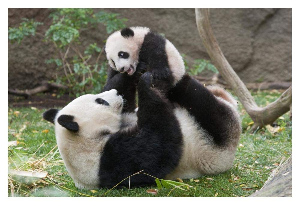 Giant Panda mother and cub playing, native to China-Paper Art-38x26”