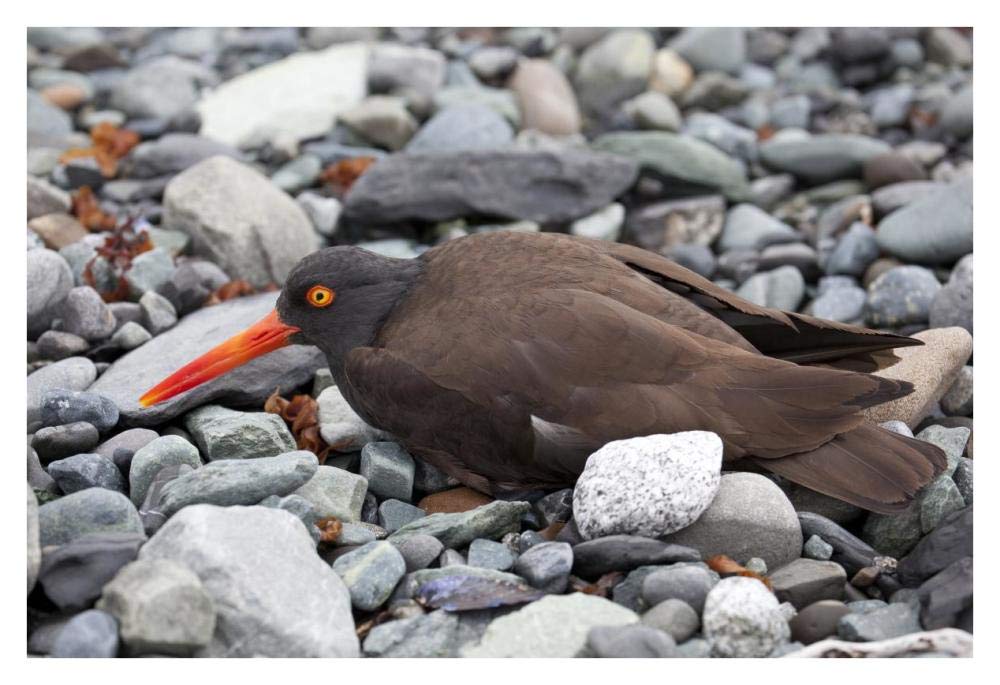 Black Oystercatcher using broken-wing display to lure intruders away from the nest, Icy Bay, Wrangell-St. Elias National Park, Alaska-Paper Art-38x26”