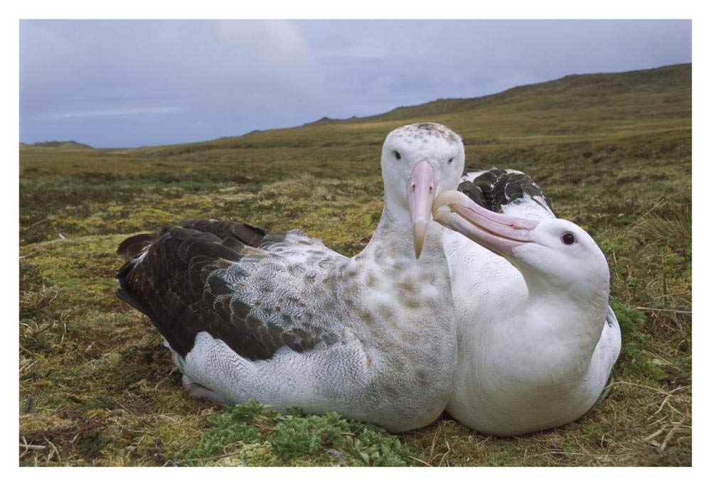Tristan Wandering Albatross male nibbling females bill, Gough Island, South Atlantic-Paper Art-38x26”