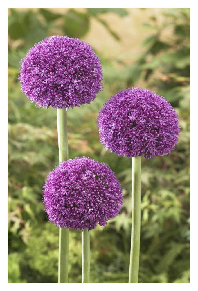 Onion ambassador variety flowers-Paper Art-14x20”