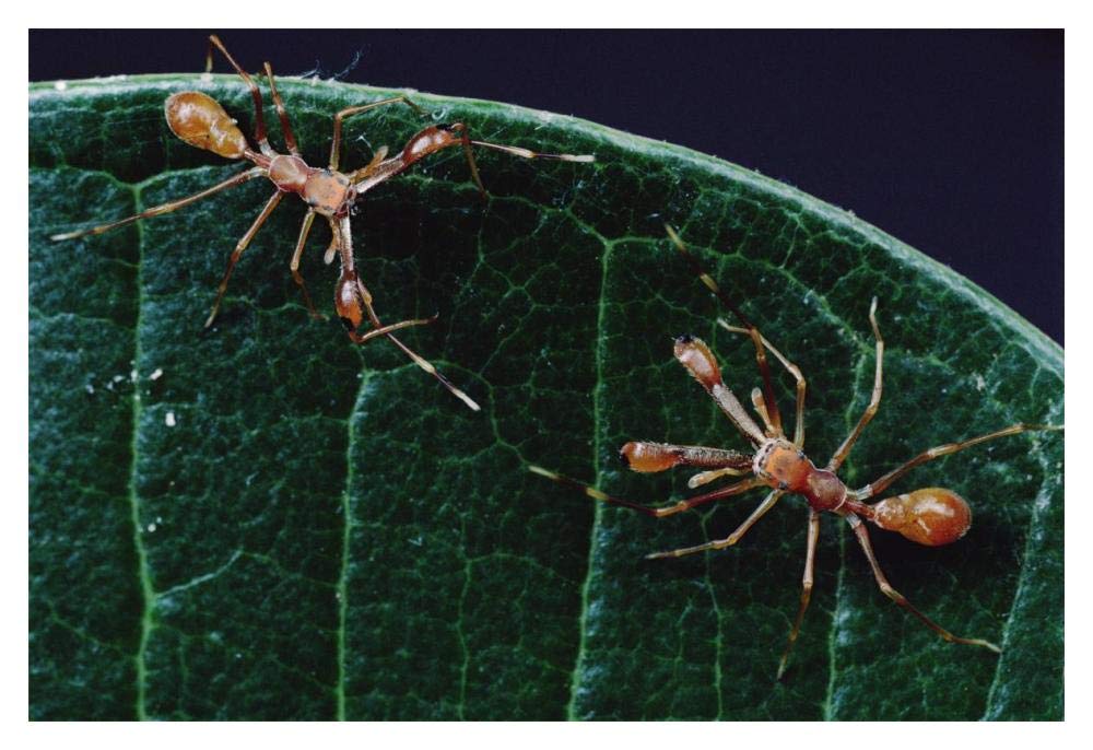 Kerengga Ant-like Jumper males fighting, Sri Lanka-Paper Art-20x14”