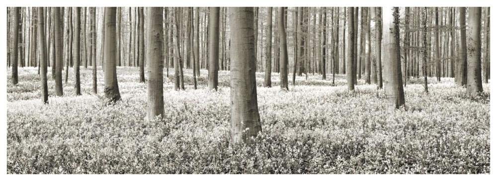 Beech forest with bluebells, Belgium-Paper Art-74x26”