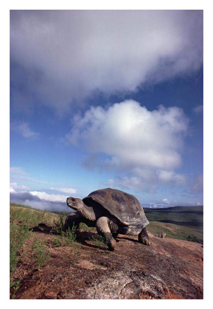 Galapagos Tortoise on caldera rim, Alcedo Volcano, Isabella Island, Galapagos Islands, Ecuador-Paper Art-22x32”
