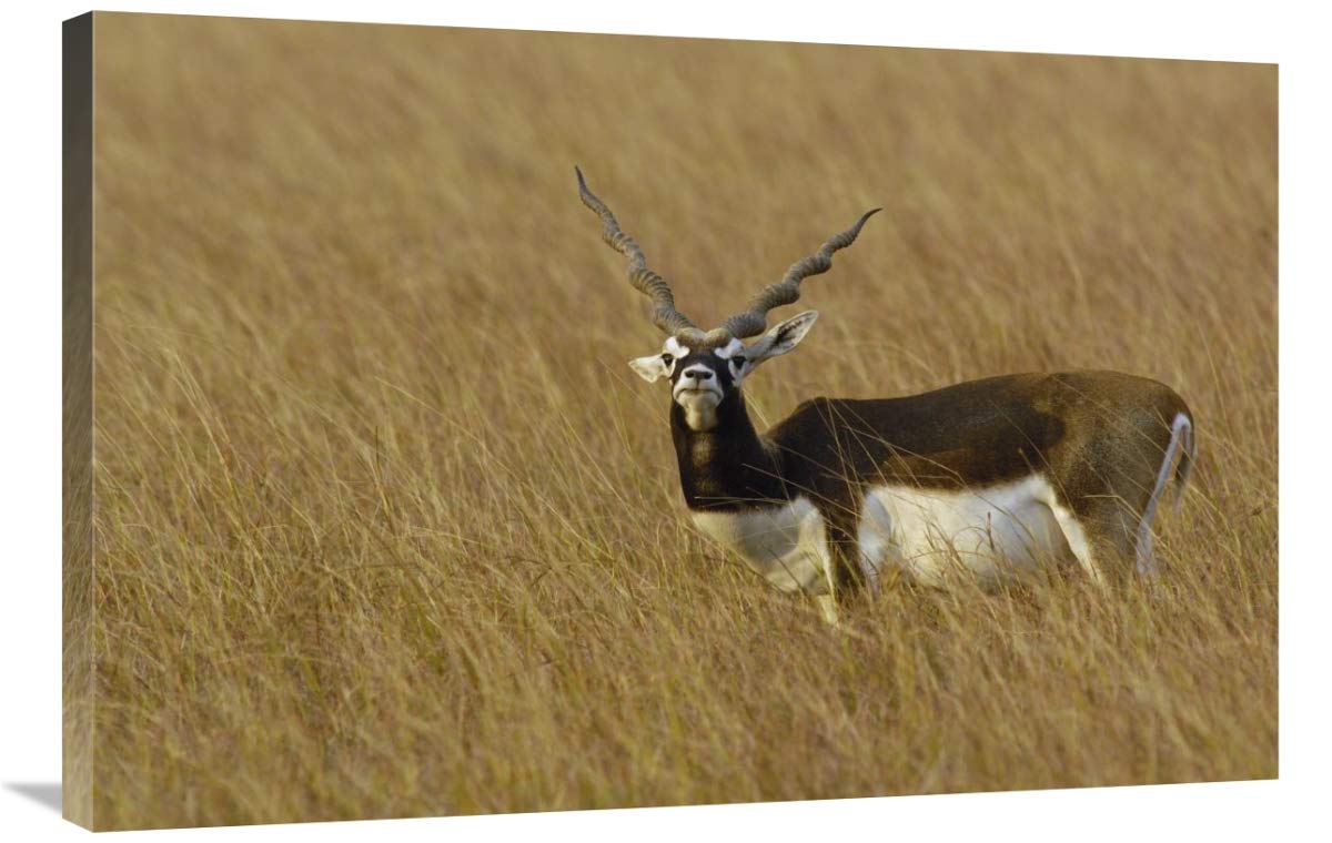 Blackbuck male, Velavadar National Park, Gujarat, India-Canvas Art-36x24”