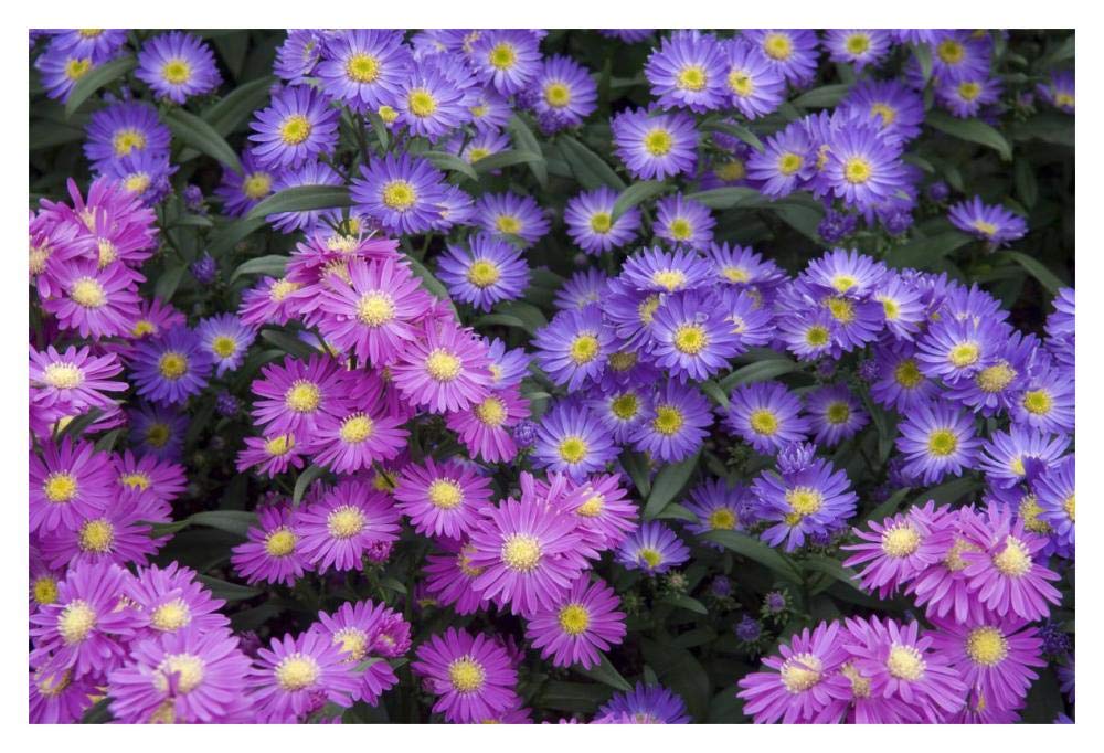 Aster flowers-Paper Art-20x14”