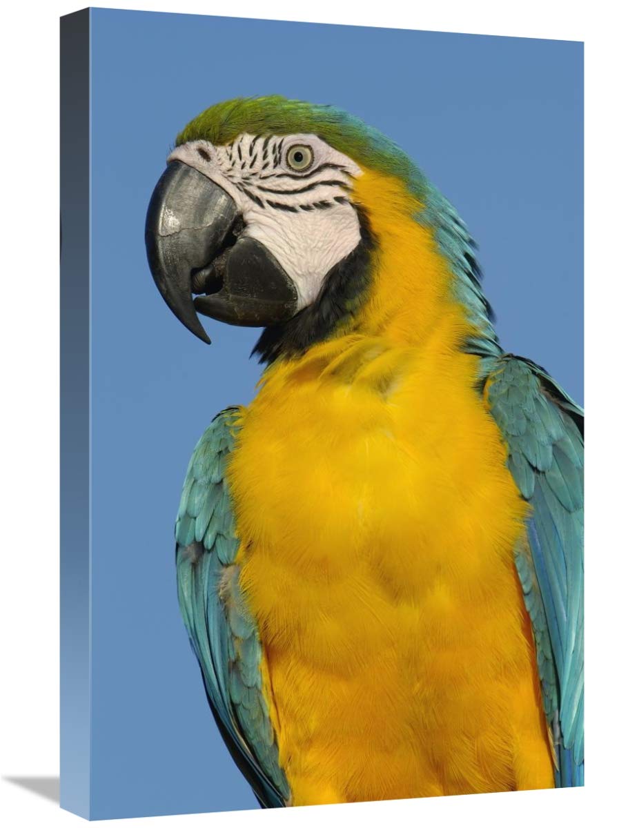 Blue and Yellow Macaw portrait,  South America-Canvas Art-16x24”