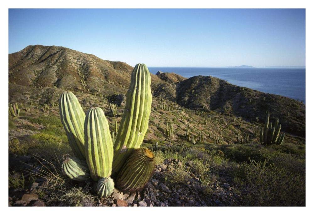 Cardon cactus in dry arroyo, Sea of Cortez, Baja California, Mexico-Paper Art-38x26”