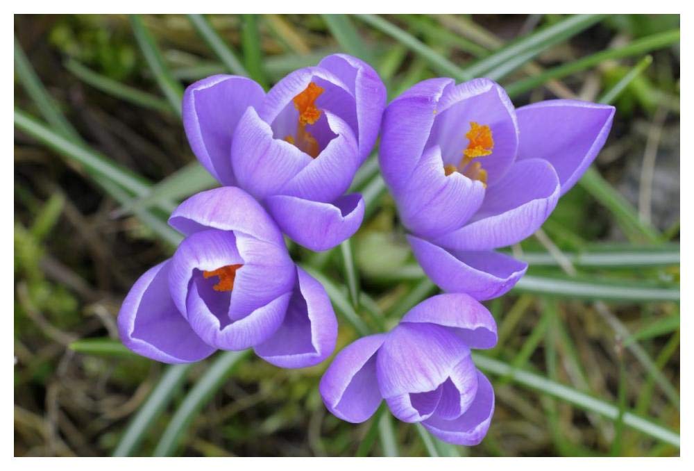 Spring Crocus-Paper Art-50x34”