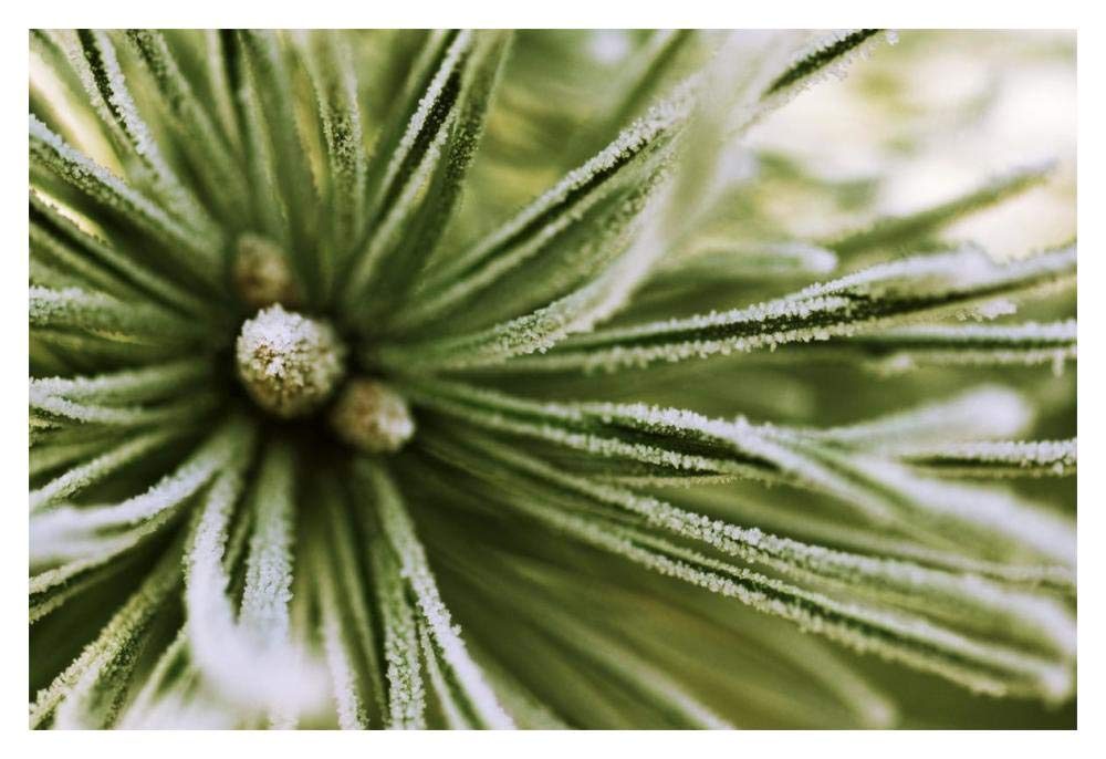 Scotch Pine close up, Europe-Paper Art-20x14”