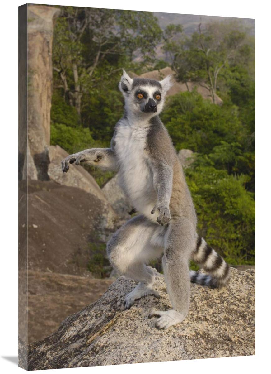 Ring-tailed Lemur male standing upright in the Andringitra Mountains, Madagascar-Canvas Art-24x36”