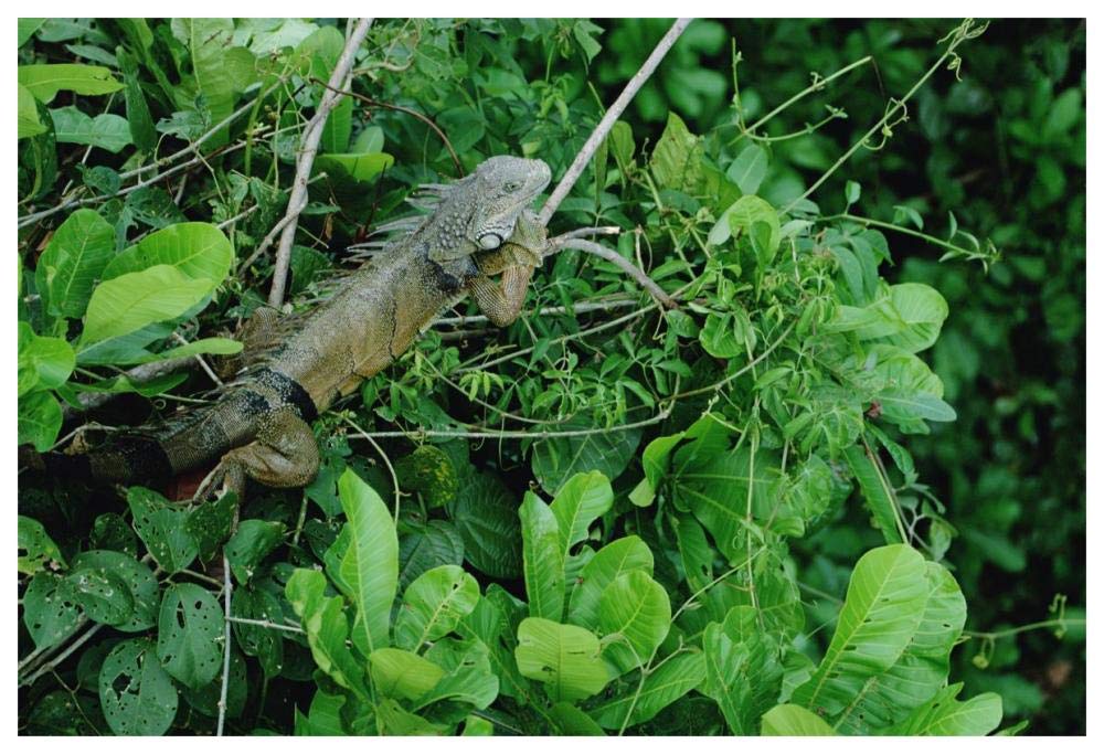 Green Iguana sunning on a branch in rainforest, Panama-Paper Art-62x42”