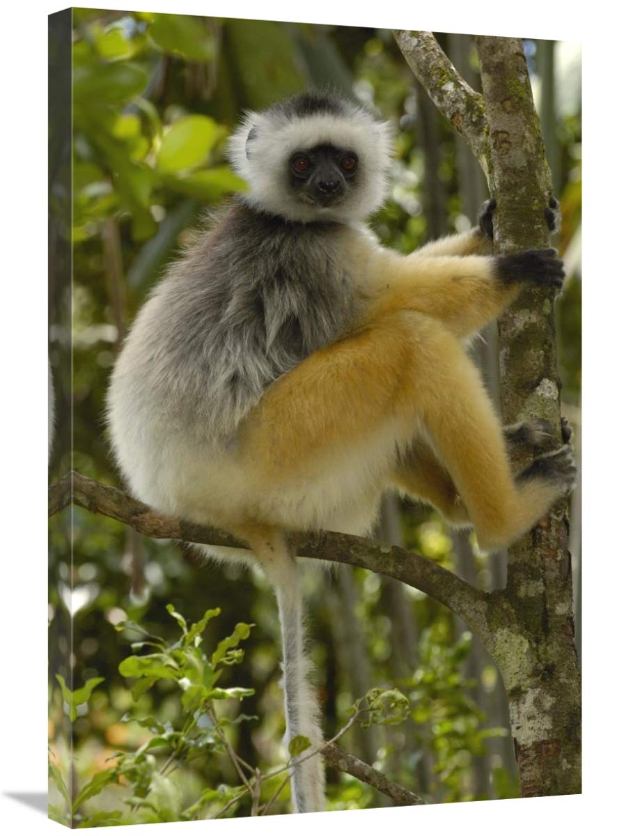 Diademed Sifaka , Mantadia National Park, Madagascar-Canvas Art-20x30”