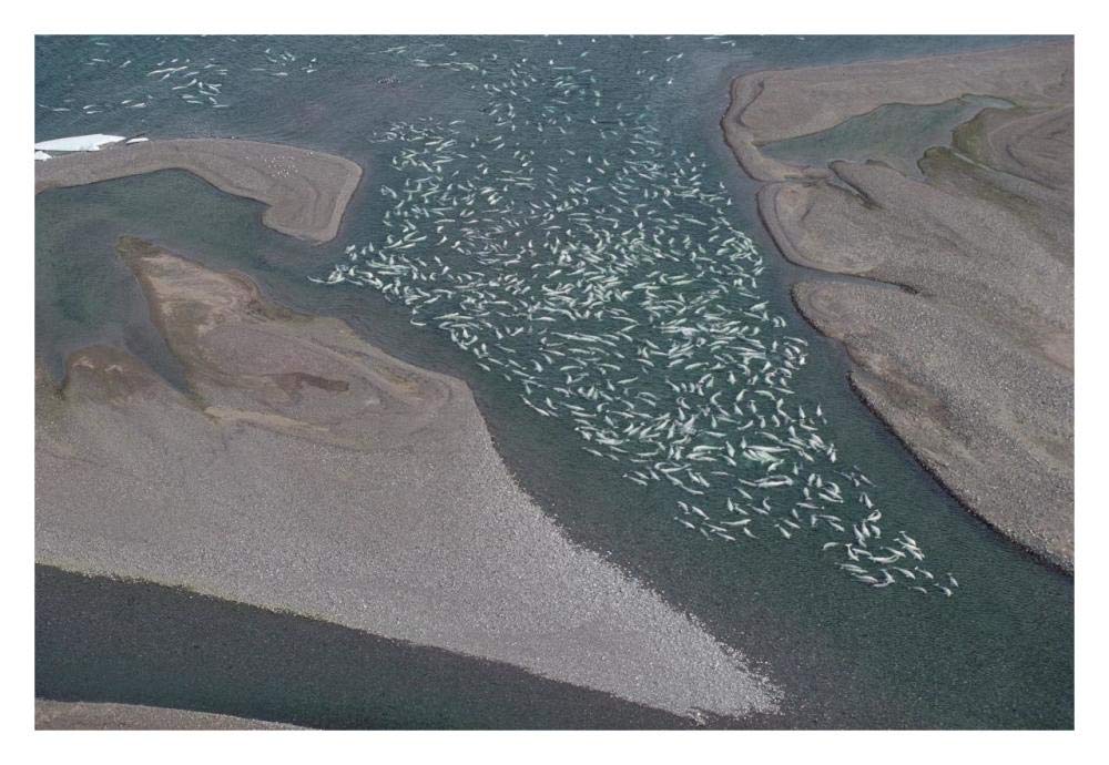 Beluga whale, hundreds swim and molt in freshwater shallows, NWT, Canada-Paper Art-32x22”
