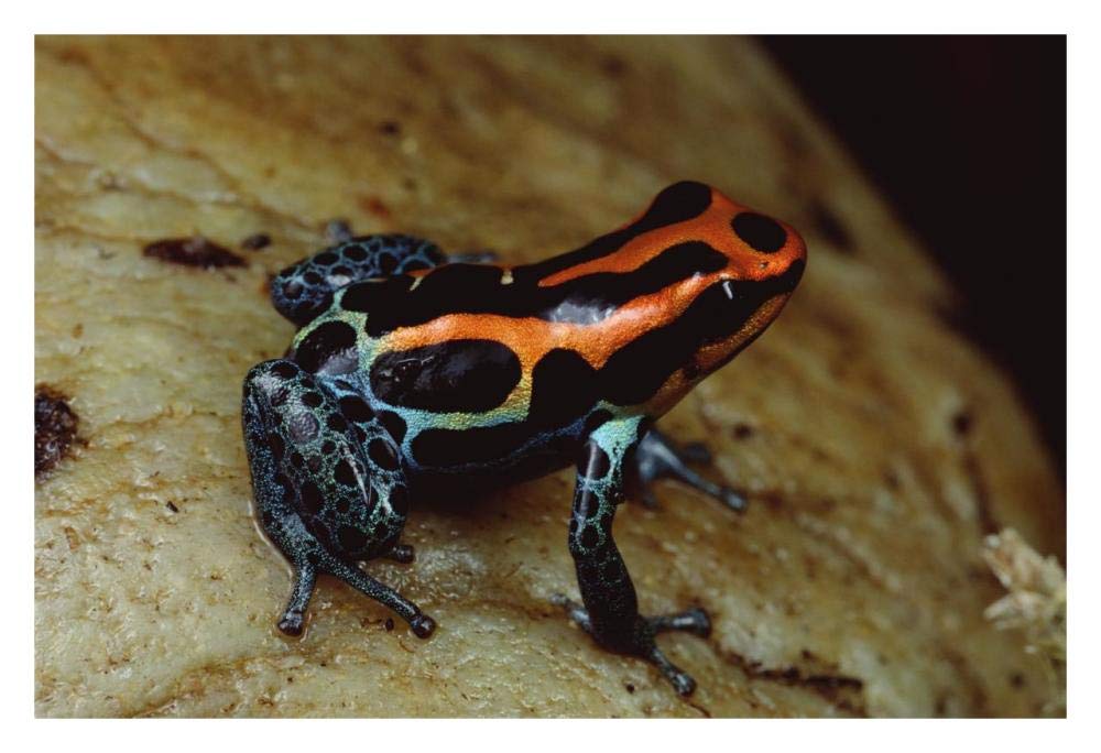 Rio Madeira Poison Frog, Peruvian lowlands-Paper Art-32x22”