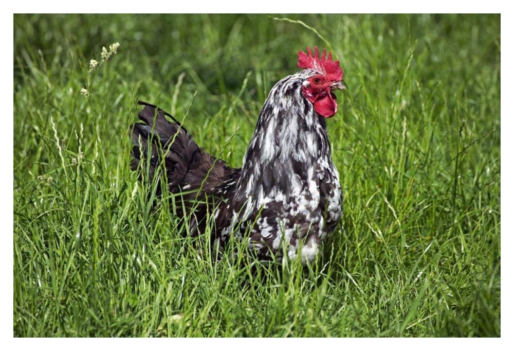 Domestic Chicken, Braekel, cockerel, standing in grass-Paper Art-20x14”
