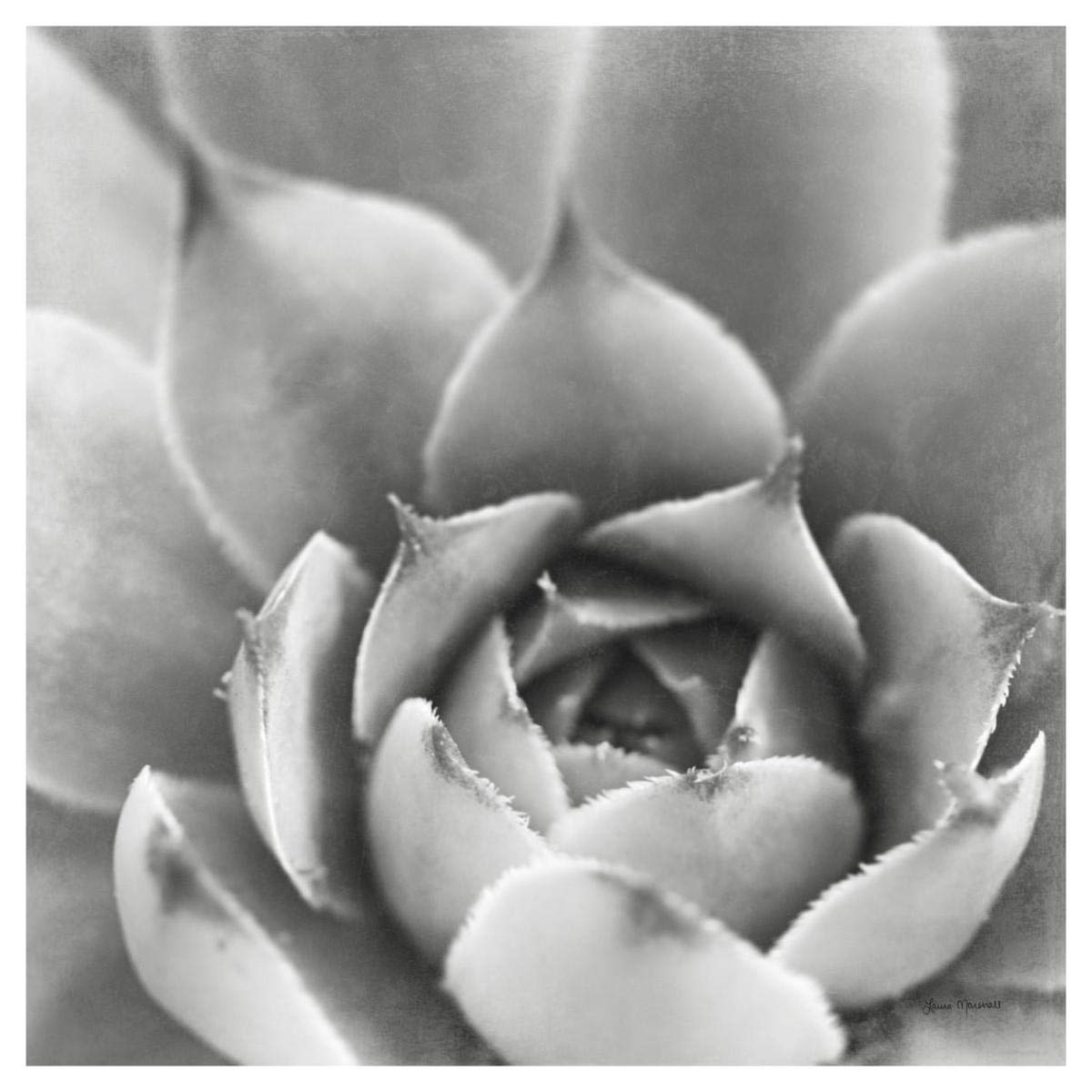 Garden Succulent III -Paper Art-42x42”
