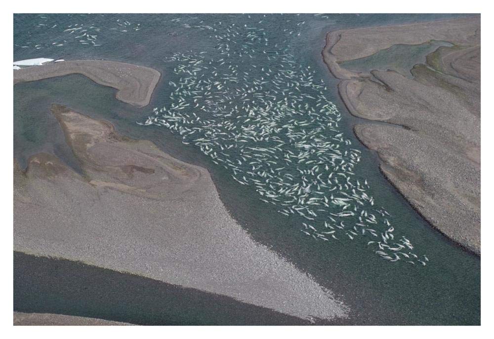 Beluga whale, hundreds swim and molt in freshwater shallows, NWT, Canada-Paper Art-38x26”