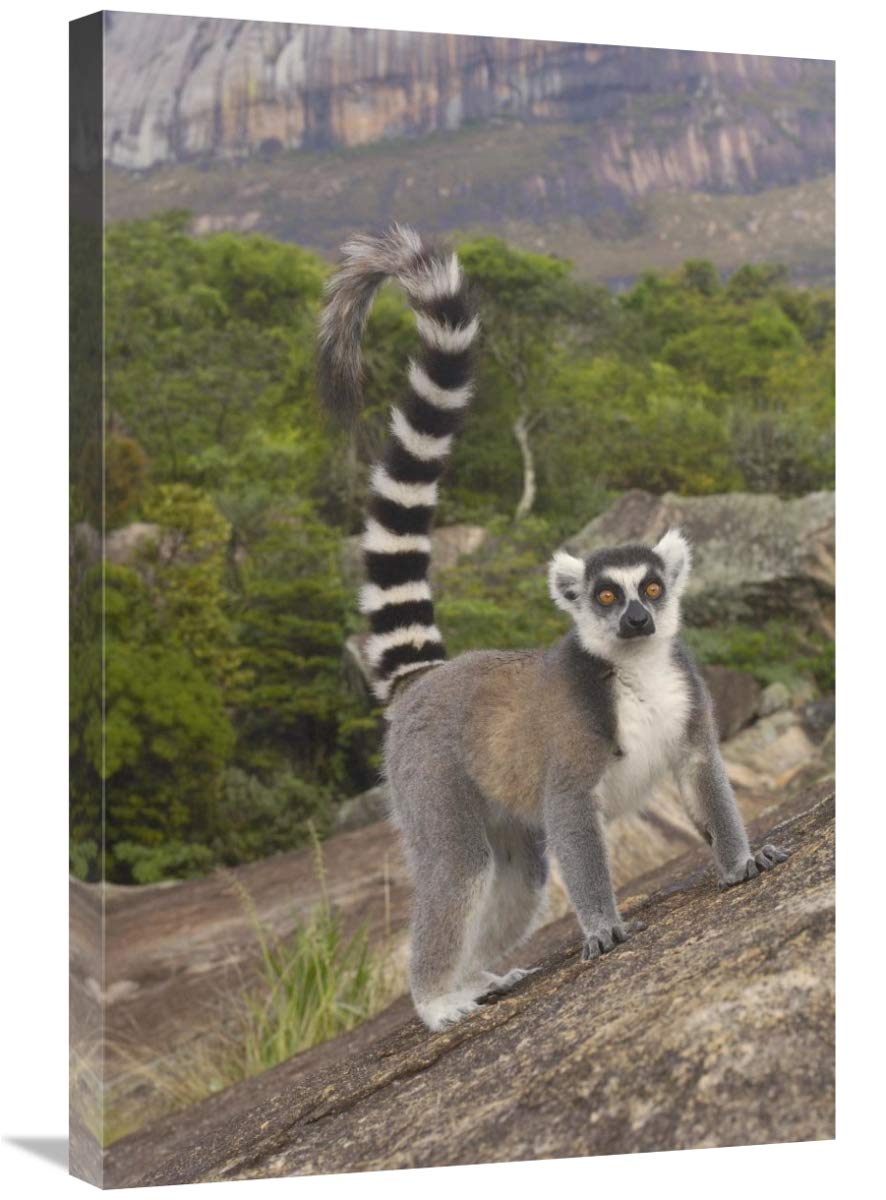 Ring-tailed Lemur portrait on rocks in the Andringitra Mountains, Madagascar-Canvas Art-20x30”
