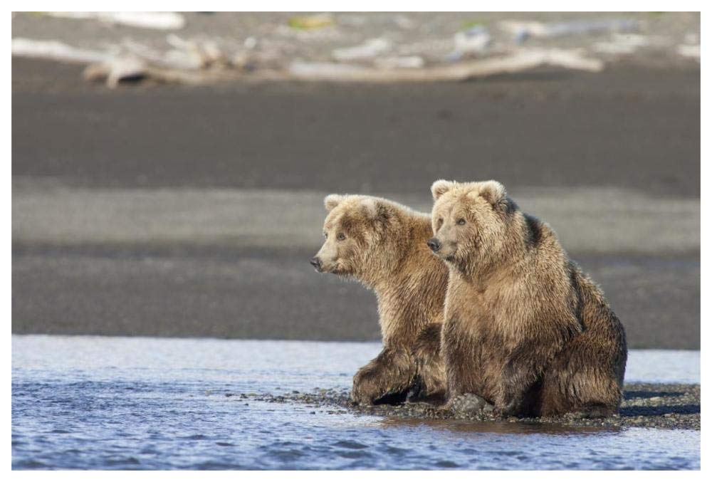 Grizzly Bear yearlings on shore, Katmai National Park, Alaska-Paper Art-62x42”