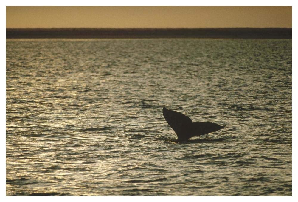 Gray Whale tail at sunset, Baja California, Mexico-Paper Art-50x34”