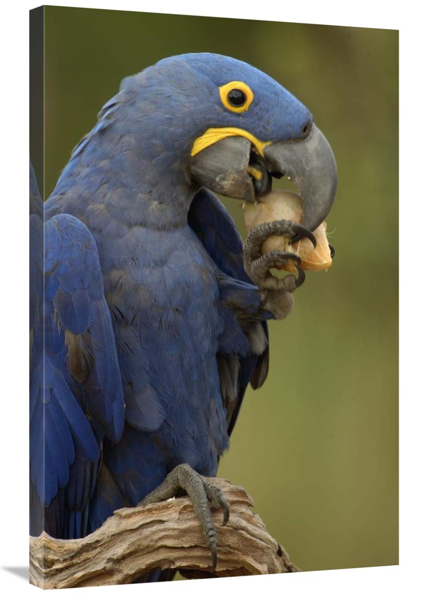 Hyacinth Macaw in Cerrado habitat eating Piassava Palm nuts, Brazil-Canvas Art-24x36”