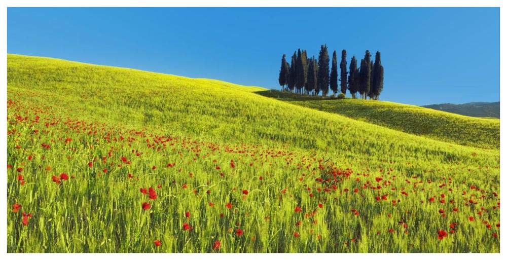Cypress and corn field, Tuscany, Italy-Paper Art-74x38”