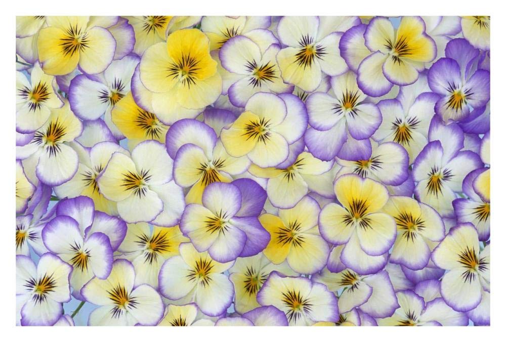 Violet flowers in white, yellow and purple, Europe and North America-Paper Art-32x22”