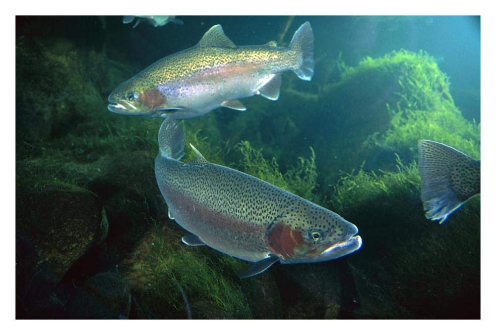 Rainbow Trout pair underwater in Utah-Paper Art-32x22”