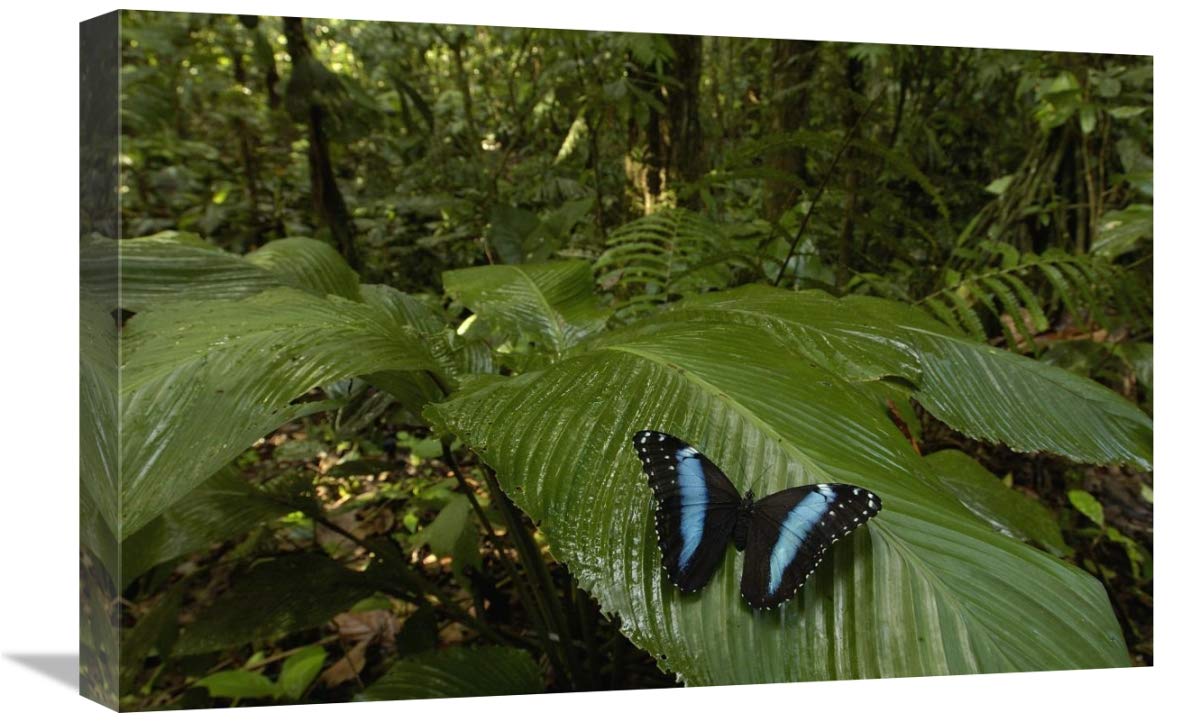 Morpho Butterfly butterfly, on a leaf in the rainforest, Ecuador-Canvas Art-24x16”