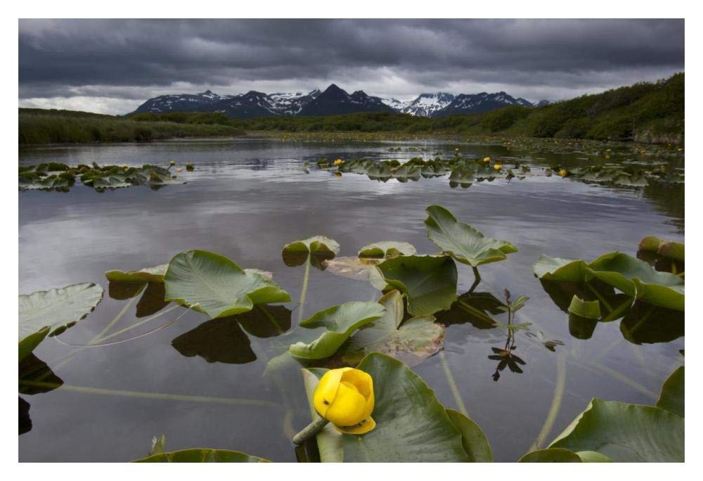 European Yellow Pondlily on pond with overcast sky, Katmai National Park, Alaska-Paper Art-20x14”