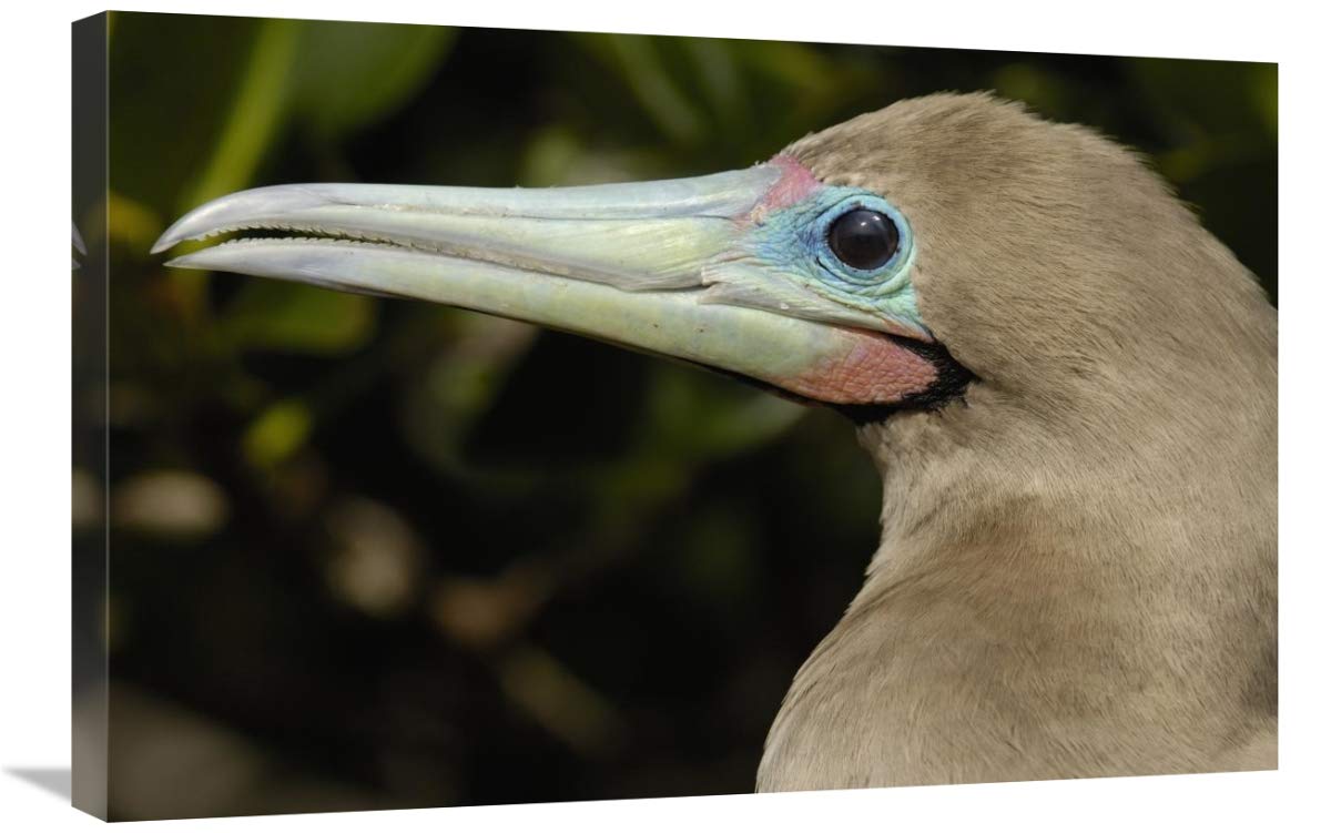 Red-footed Booby close up portrait, Genovesa Island, Galapagos Islands, Ecuador-Canvas Art-30x20”