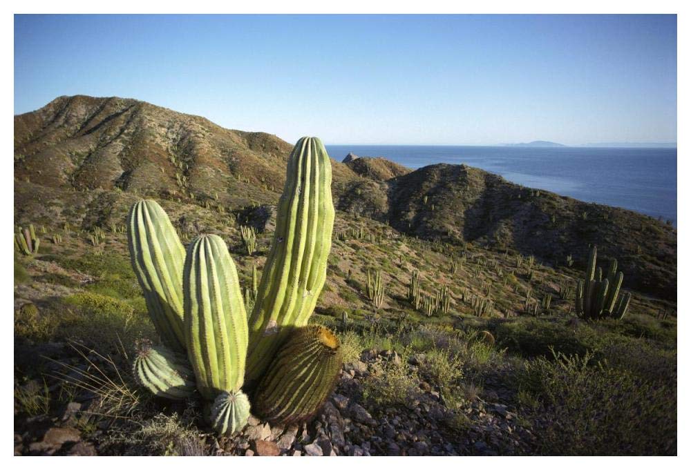Cardon cactus in dry arroyo, Sea of Cortez, Baja California, Mexico-Paper Art-50x34”