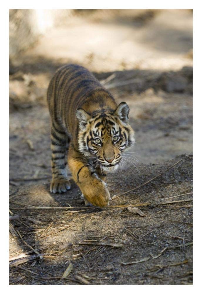 Tiger cub, native to Asia-Paper Art-22x32”