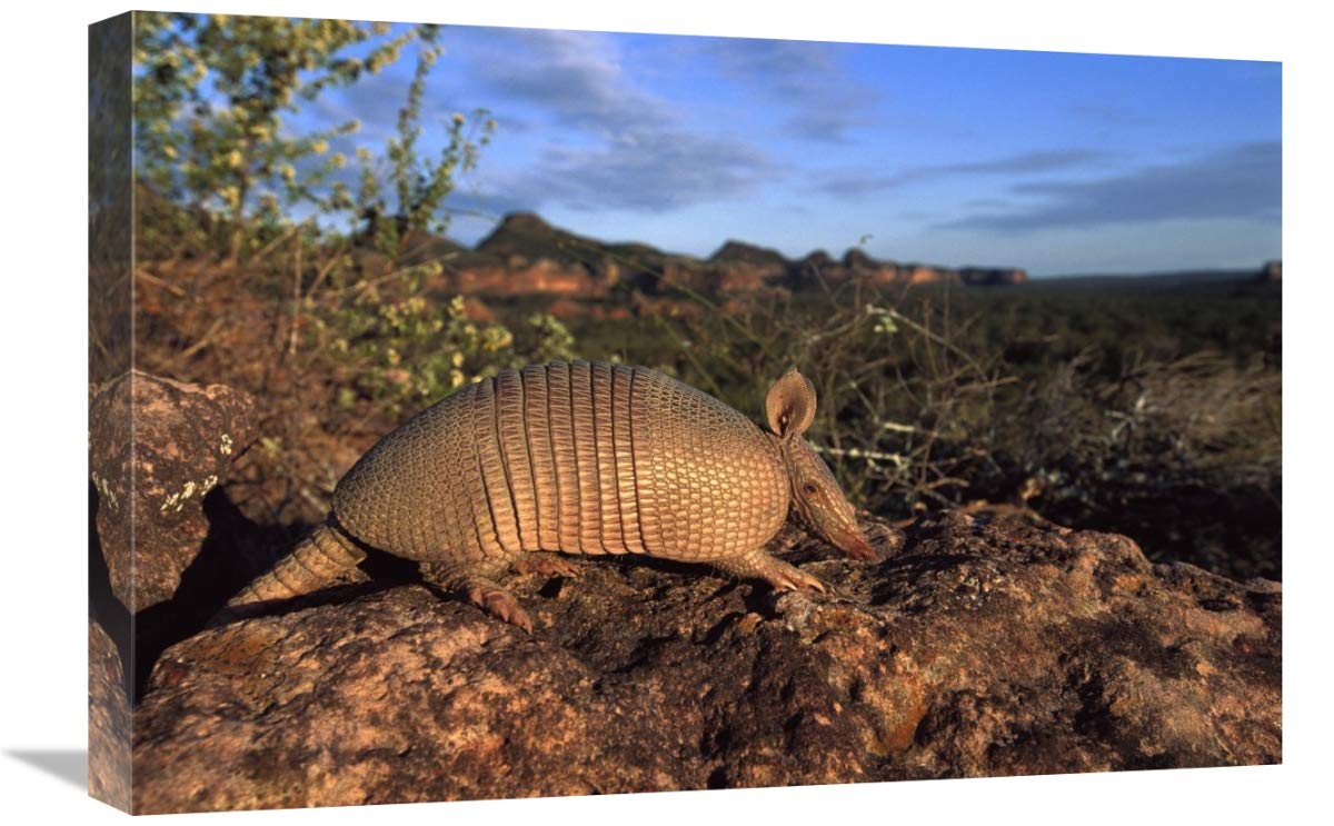 Seven-banded Armadillo , Cerrado, Brazil-Canvas Art-24x16”