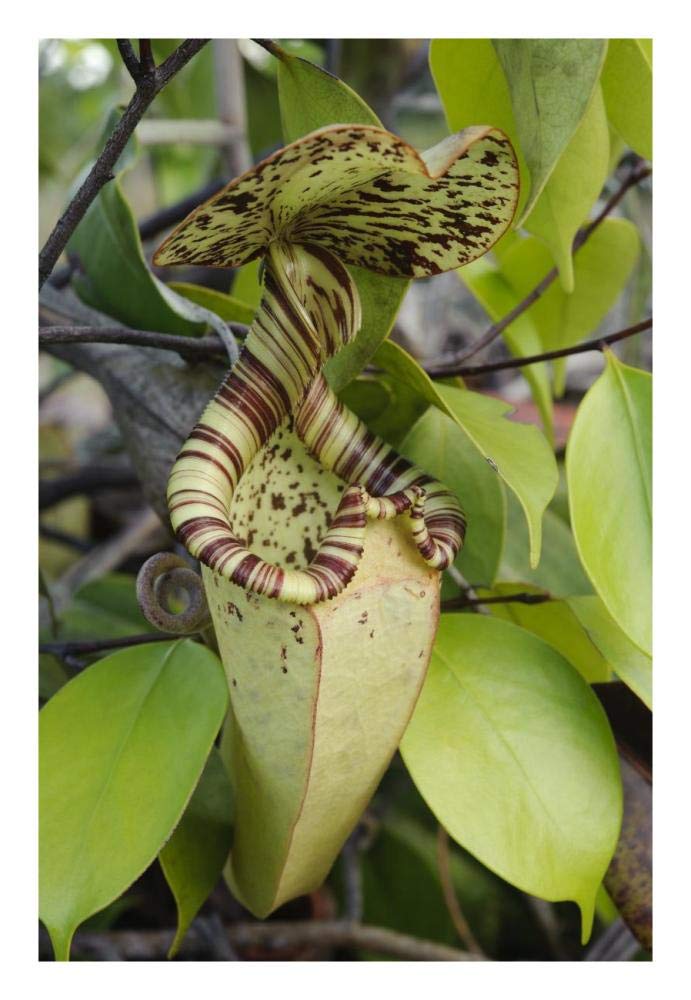 Pitcher Plant pitcher, Brunei, Borneo, Indonesia-Paper Art-18x26”