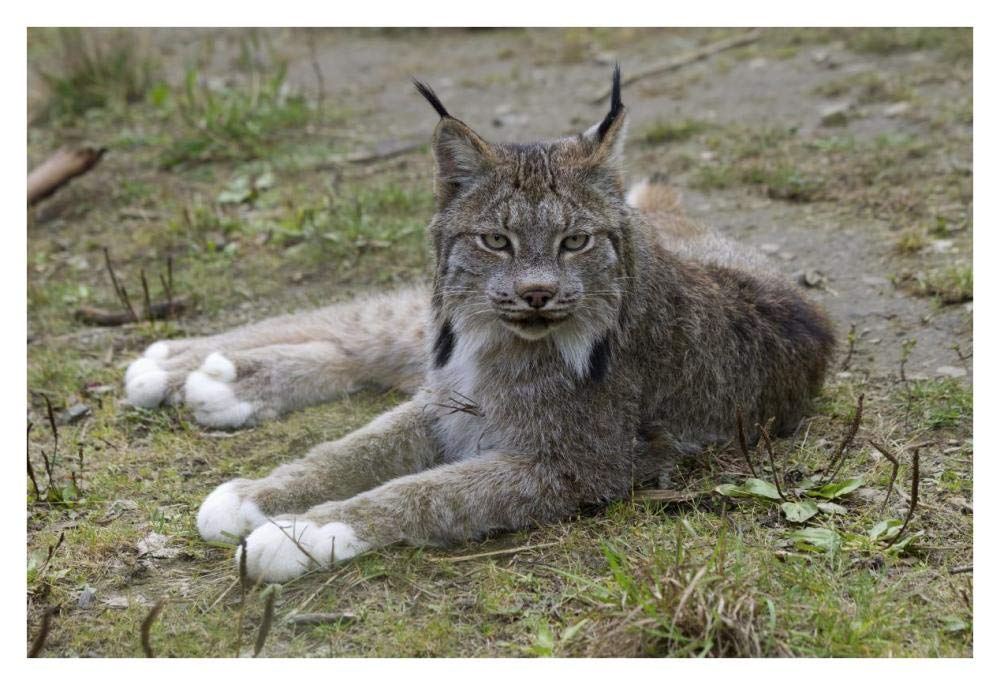 Canada Lynx reclining showng typically large feet, Haines, Alaska-Paper Art-38x26”